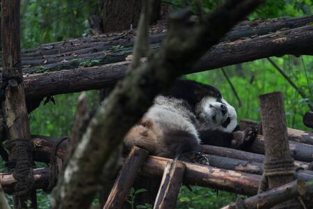Giant panda taking a nap in Research Base of Giant Panda Breeding, Chengdu, China on a hot, summer dayの写真素材
