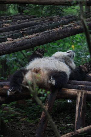 Giant panda taking a nap in Research Base of Giant Panda Breeding, Chengdu, China on a hot, summer dayの写真素材