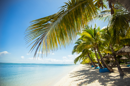 Tropical beach with palms and blue water.の写真素材