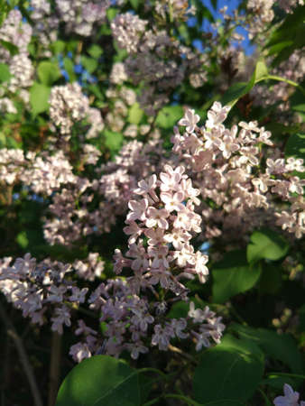 Delicate spring flowersの写真素材