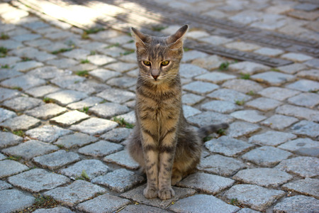 kittyの写真素材