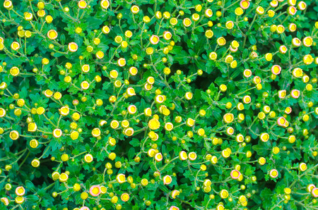 beautiful yellow chrysanthemum in the garden,texture of flowers wallpaperの写真素材