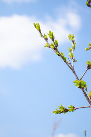 green buds on a tree against a blue sky, spring, a sunny day

の写真素材
