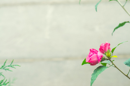 beautiful pink flower and thuja on a gray background, march 8, beautiful wallpaperの写真素材