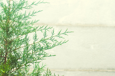  thuja  on a gray backgroundの写真素材
