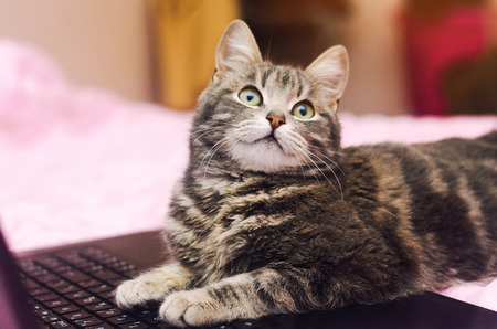gray cat at notebook on a pink backgroundの写真素材