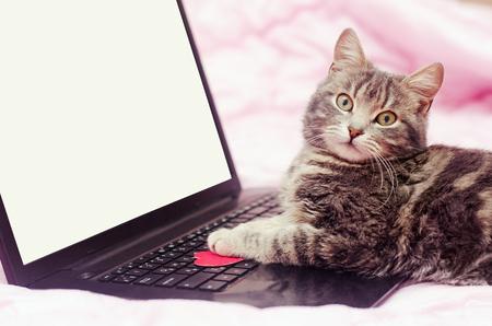 gray cat at notebook on a pink backgroundの写真素材