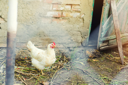 Chickens on the farm, farming, villageの写真素材