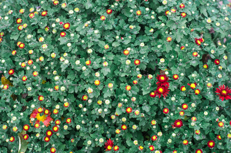 background, beautiful small red chrysanthemum flowers, texture of flowers wallpaper

の写真素材