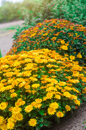 yellow chrysanthemum bush in the gardenの写真素材
