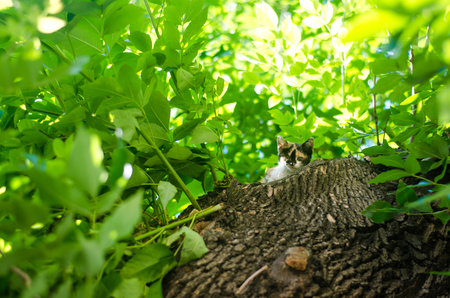 little cat on green tree . Beautiful cat playing in treeの写真素材