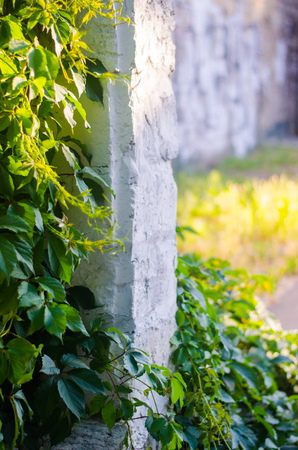 view to the green wall, sunlight,  copy spaceの写真素材