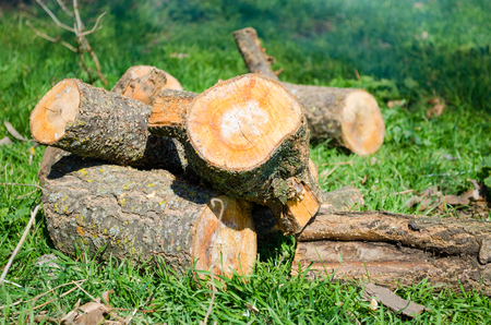 Firewood on green grass, outdoor recreation, spring, summer, sunny weather

の写真素材