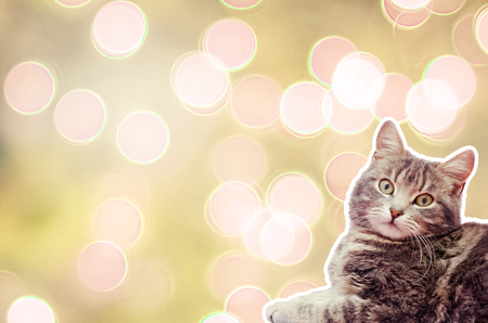 cat on a yellow background with bokehの写真素材