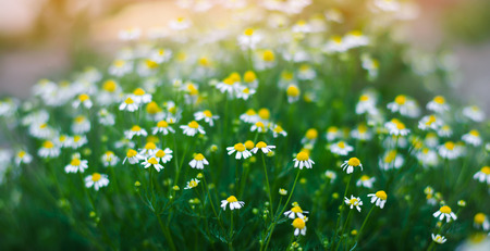 field of chamomile close-up. beautiful meadow on a sunny day. summer flowers. natural wallpaper. nature

の写真素材
