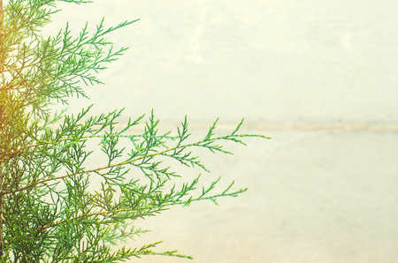  thuja  on a gray backgroundの写真素材