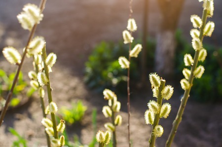 willow branches in the garden, spring flowers, the concept of spring, close-up. macrophotography