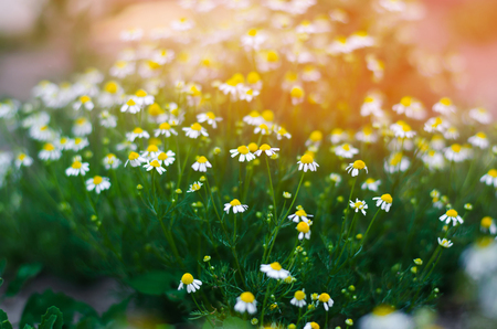 field of chamomile close-up. beautiful meadow on a sunny day. summer flowers. nature wallpaper. natureの写真素材