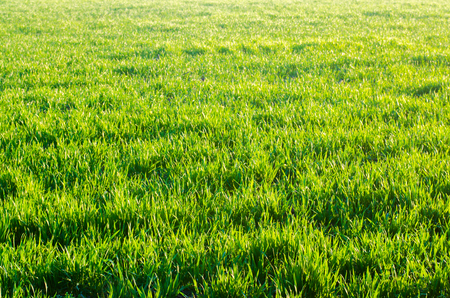 green grass texture, spring, sunny weather, natural wallpaper for design. selective focusの写真素材