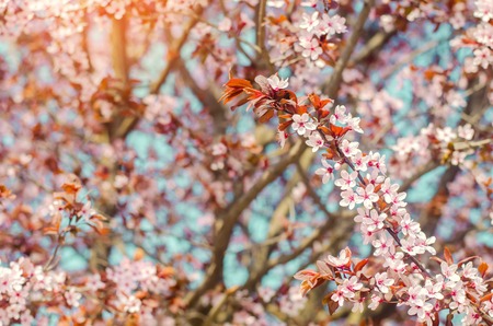apricot blossom on a sunny day, the arrival of spring, the blossoming of trees, pink buds on a tree, natural wallpaperの写真素材