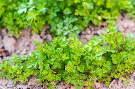 Fresh parsley in the garden, growing in rows. close-up. field, farm, growing herbsの写真素材