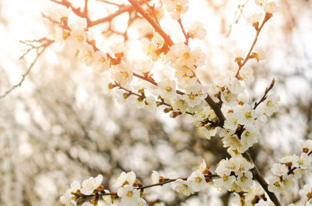 apricot blossom on a sunny day, the arrival of spring, the blossoming of trees, buds on a tree, natural wallpaperの写真素材