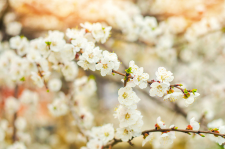 cherry blossom on a sunny day, the arrival of spring, the blossoming of trees, buds on a tree, natural wallpaperの写真素材