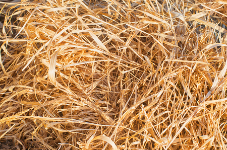 dry grass, straw and hay, texture for design, close-up, selective focusの写真素材