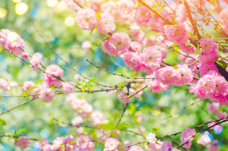 pink bush blossoms in spring with pink flowers. natural wallpaper. concept of spring. background for design.の写真素材