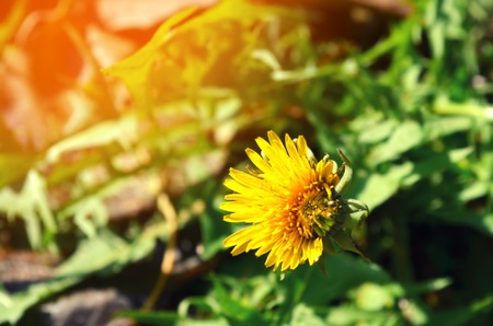 yellow dandelion. concept of spring, beautiful flower, nature wallpaperの写真素材