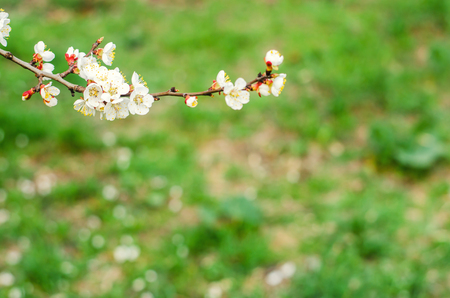 apricot blossom on a sunny day, the arrival of spring, the blossoming of trees, buds on a tree, natural wallpaperの写真素材