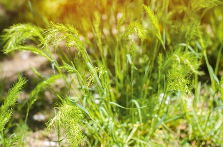 green grass on a sunny day. selective focus. texture of grass. background for design. natural...