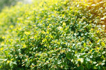 hedgehog, green bush on a sunny day, background for design, natural wallpaper, close-upの写真素材