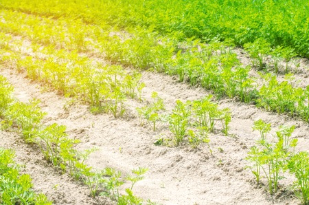 a young carrot grows in the soil close-up. farming, eco-friendly agricultural products, detox, fresh...