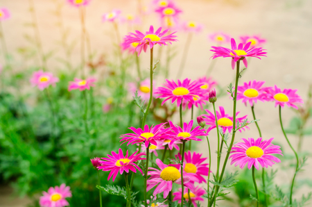 pink daisies in the garden. natural wallpaper, background for design, place for text, spring flowersの写真素材