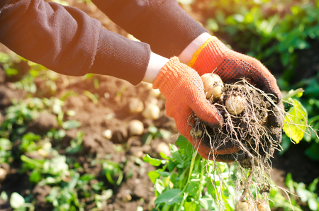 farmer holds in his hands a bush of young yellow potatoes, harvesting, fresh vegetables, agro-culture, farming, close-up, good harvest, detox, vegetarian foodの写真素材