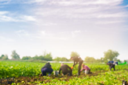 workers work on the field, harvesting, manual labor, farming, agriculture, agro-industry in third world countries, labor migrants, blurred backgroundの写真素材