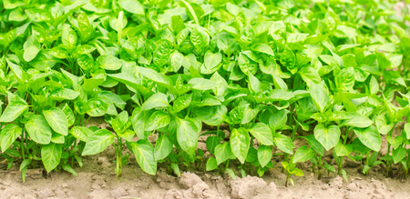 green pepper seedlings in the greenhouse, ready for transplant in the field, farming, agriculture, vegetables, eco-friendly agricultural products, agroindustry, closeupの写真素材