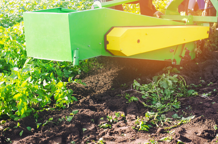 harvesting potatoes on the field. The mechanism of potato harvesting in work. tractor plow to dig potatoes. plowing land, agriculture, farming, vegetables, agro-industry, manual labor, close-up, blurred backgroundの写真素材
