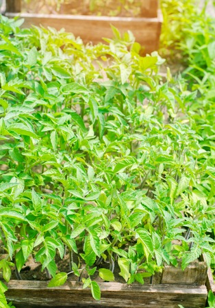 young green seedlings of tomatoes, ready for transplant in the field, farming, agriculture, vegetables, eco-friendly agricultural products, agroindustry, close-upの写真素材