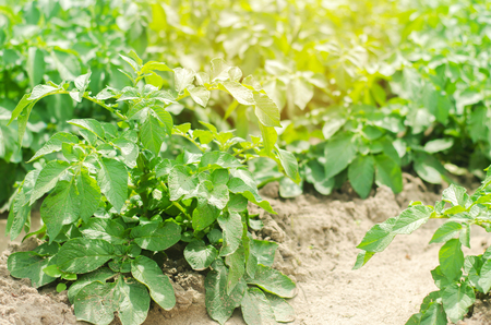 vegetable row of young potatoes in the field. farming, agriculture, vegetables, eco-friendly agricultural products, agroindustry, mineral fertilizer, closeupの写真素材