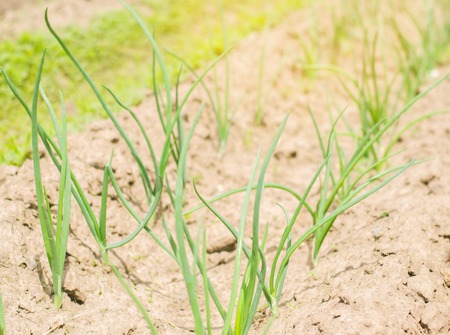 young green leek or onions growing in the field or garden, farming, agriculture, vegetables,...