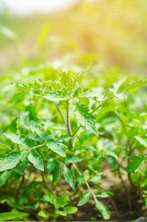 young green seedlings of tomatoes, ready for transplant in the field, farming, agriculture, vegetables, eco-friendly agricultural products, agroindustry, close-upの写真素材