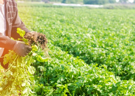 farmer holds in his hands a bush of young yellow potatoes, harvesting, seasonal work in the field,...