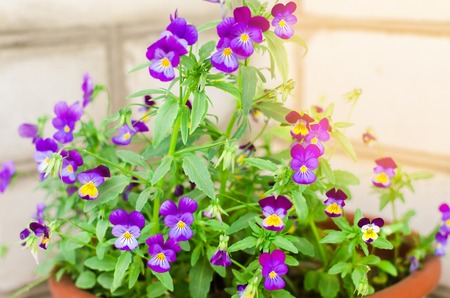 pot with purple or blue petunyami, beautiful spring and summer flowers for the house, garden, balcony or gazna, natural wallpaper, space for textの写真素材