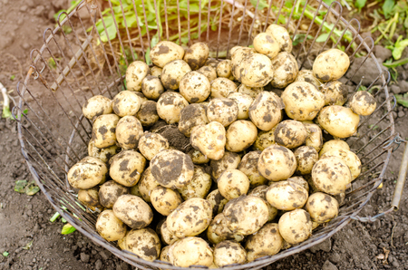 fresh young yellow potatoes in the grid the field close-up, agriculture, farming, seasonal work, vegetables, environmentally friendly product, good harvest. selective focusの写真素材
