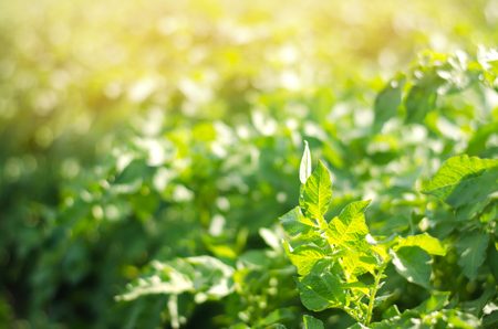 bush plant of young potato growing in the field, farming, agriculture, vegetables, eco-friendly agricultural products, agroindustry, mineral fertilizer, closeupの写真素材