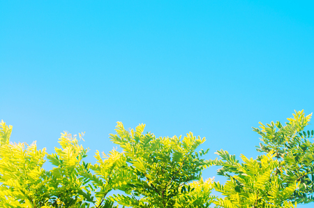 Bright green leaves in a summer forest. Fresh and green leaves of acacia on a blue sky background. Fresh and organic leaves acacia. Sunny green foliage. background for design. copy spaceの写真素材