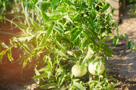 bush young green tomato growing on branches. farming, agriculture, vegetables, eco-friendly agricultural products, agroindustry, closeupの写真素材