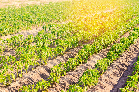 vegetable rows of pepper grow in the field. farming, agriculture, eco-friendly agricultural products. Landscape with agricultural landの写真素材